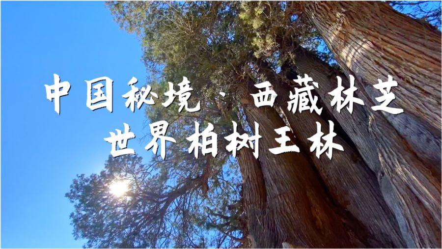 全民剧本大师内置菜单